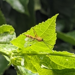 Xanthopimpla sp. (genus) at Thurgoona, NSW - 7 Apr 2023 09:05 AM
