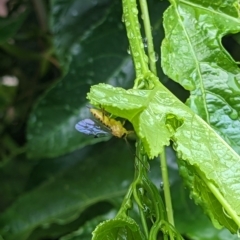 Xanthopimpla sp. (genus) at Thurgoona, NSW - 7 Apr 2023 09:05 AM