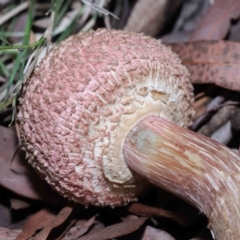 Boletellus sp. (Boletellus) at Wellington Point, QLD - 6 Apr 2023 by TimL