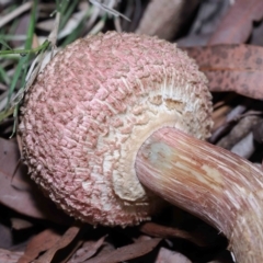 Unidentified Cap on a stem; pores below cap [boletes & stemmed polypores] at Wellington Point, QLD - 6 Apr 2023 by TimL