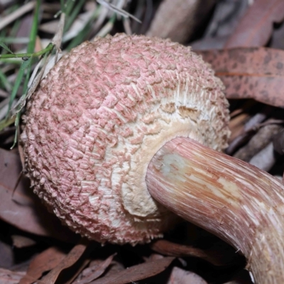 Unidentified Cap on a stem; pores below cap [boletes & stemmed polypores] at Wellington Point, QLD - 6 Apr 2023 by TimL