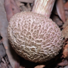 Boletellus sp. at Wellington Point, QLD - 6 Apr 2023 10:19 AM