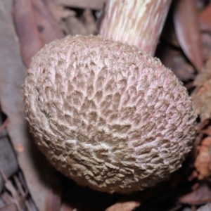 Boletellus sp. at Wellington Point, QLD - 6 Apr 2023 10:19 AM