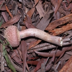 Boletellus sp. at Wellington Point, QLD - 6 Apr 2023 10:19 AM