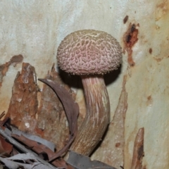 Boletellus sp. at Wellington Point, QLD - 6 Apr 2023 10:19 AM