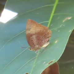 Unidentified Blue or Copper (Lycaenidae) at Fitzroy Island, QLD - 1 Apr 2023 by MatthewFrawley