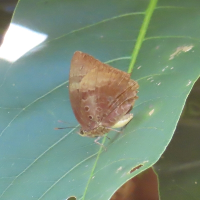 Unidentified Blue or Copper (Lycaenidae) at Fitzroy Island, QLD - 1 Apr 2023 by MatthewFrawley