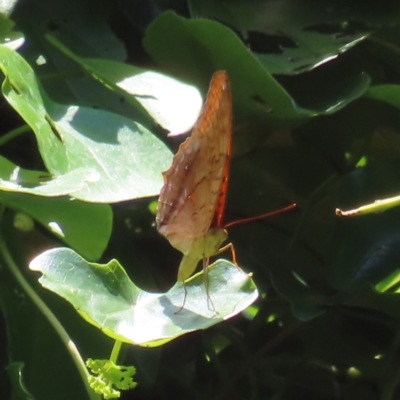 Vindula arsinoe (Cruiser) at Fitzroy Island, QLD - 1 Apr 2023 by MatthewFrawley