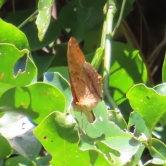 Vindula arsinoe at Fitzroy Island, QLD - 1 Apr 2023 11:09 AM