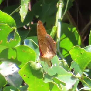 Vindula arsinoe at Fitzroy Island, QLD - 1 Apr 2023