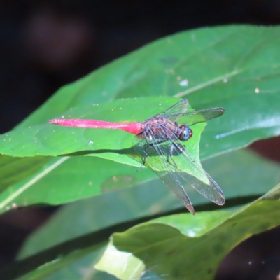 Orthetrum villosovittatum (Fiery Skimmer) at Fitzroy Island, QLD - 1 Apr 2023 by MatthewFrawley