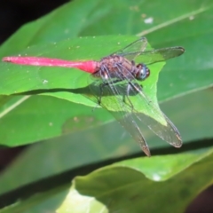 Orthetrum villosovittatum at Fitzroy Island, QLD - 1 Apr 2023 11:13 AM