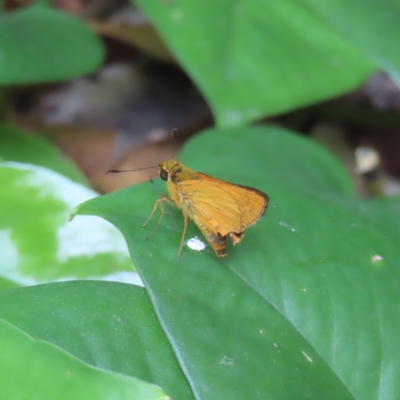 Unidentified Skipper (Hesperiidae) at Fitzroy Island, QLD - 1 Apr 2023 by MatthewFrawley