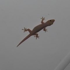 Unverified Monitor or Gecko at Fitzroy Island, QLD - 1 Apr 2023 by MatthewFrawley