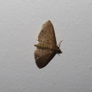 Herpetogramma licarsisalis at Augustine Heights, QLD - 1 Apr 2023