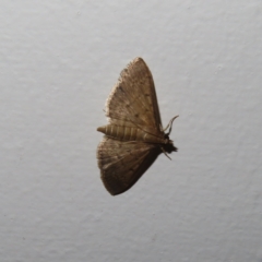Unidentified Moth (Lepidoptera) at Augustine Heights, QLD - 1 Apr 2023 by MatthewFrawley