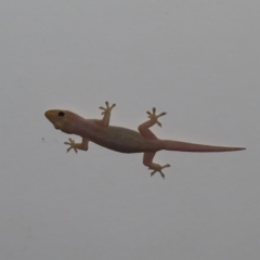 Unverified Monitor or Gecko at Augustine Heights, QLD - 1 Apr 2023 by MatthewFrawley