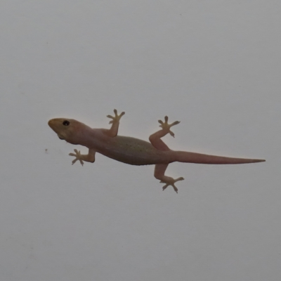 Unverified Monitor or Gecko at Augustine Heights, QLD - 1 Apr 2023 by MatthewFrawley