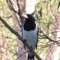 Cracticus nigrogularis (Pied Butcherbird) at Augustine Heights, QLD - 1 Apr 2023 by MatthewFrawley