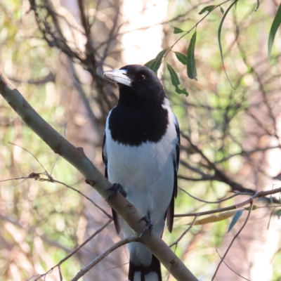 Cracticus nigrogularis (Pied Butcherbird) at Augustine Heights, QLD - 2 Apr 2023 by MatthewFrawley