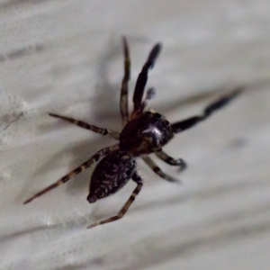 Sondra aurea at Florey, ACT - suppressed