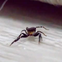 Sondra aurea at Florey, ACT - suppressed