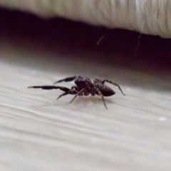 Sondra aurea at Florey, ACT - suppressed