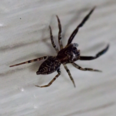 Sondra aurea at Florey, ACT - suppressed