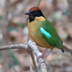 Pitta versicolor (Noisy Pitta) at Nimbin, NSW - 15 Sep 1988 by michaelb