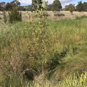 Fraxinus sp. at Lawson, ACT - 8 Apr 2023