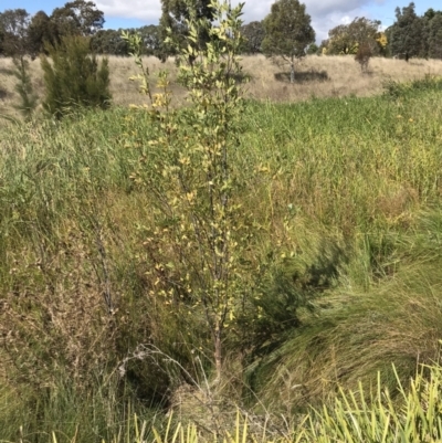 Fraxinus sp. (An Ash) at Lawson, ACT - 8 Apr 2023 by rainer