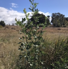 Fraxinus sp. (An Ash) at Lawson, ACT - 8 Apr 2023 by rainer