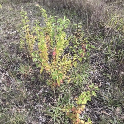 Pyrus sp. (An Ornamental Pear) at Lawson North Grasslands - 8 Apr 2023 by rainer