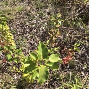 Pyrus sp. at Lawson, ACT - 8 Apr 2023