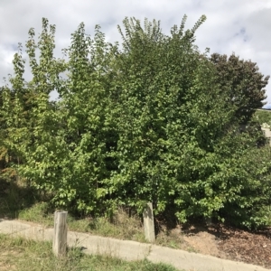 Pyrus sp. at Bruce, ACT - 3 Apr 2023