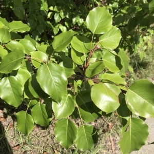 Pyrus sp. at Bruce, ACT - 3 Apr 2023