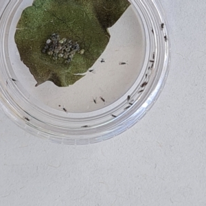 Chalcidoidea (superfamily) at Isaacs, ACT - 8 Apr 2023