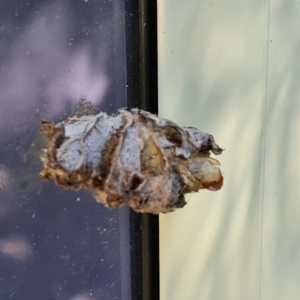 Psychidae (family) IMMATURE at Isaacs, ACT - 8 Apr 2023 12:12 PM