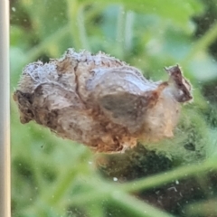 Psychidae (family) IMMATURE at Isaacs, ACT - 8 Apr 2023 12:12 PM