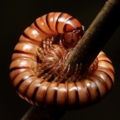 Paradoxosomatidae sp. (family) (Millipede) at Jerrabomberra, NSW - 25 Mar 2023 by aussiestuff