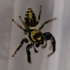 Unidentified Jumping or peacock spider (Salticidae) at Florey, ACT - 10 Mar 2023 by KorinneM