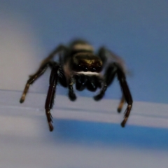 Opisthoncus sp. (genus) at Florey, ACT - suppressed