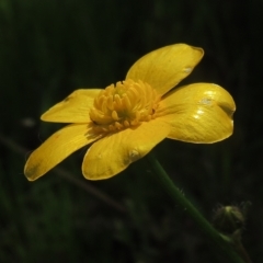 Ranunculus lappaceus (Australian Buttercup) at Bruce, ACT - 30 Oct 2022 by michaelb