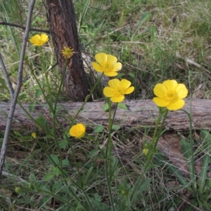 Ranunculus lappaceus at Bruce, ACT - 30 Oct 2022