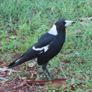 Gymnorhina tibicen at Augustine Heights, QLD - 2 Apr 2023