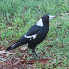 Gymnorhina tibicen (Australian Magpie) at Augustine Heights, QLD - 1 Apr 2023 by MatthewFrawley