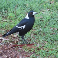 Gymnorhina tibicen at Augustine Heights, QLD - 2 Apr 2023 07:17 AM