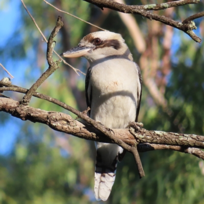 Dacelo novaeguineae (Laughing Kookaburra) at Augustine Heights, QLD - 2 Apr 2023 by MatthewFrawley