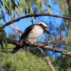 Dacelo novaeguineae at Augustine Heights, QLD - 2 Apr 2023