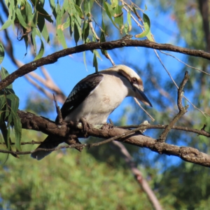 Dacelo novaeguineae at Augustine Heights, QLD - 2 Apr 2023 07:17 AM